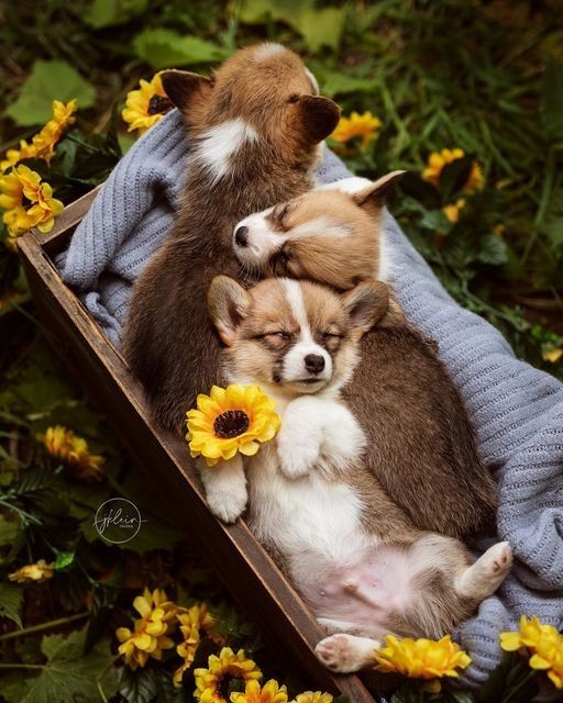@marie_nassar Loyal beautiful friend 🌸🥰🥰💖🐶💖🌸💞 Good morning dearest Marie 🌸❤️🌸🥰🥰⚘️☕️⚘️happy Tuesday my special friend🌸⚘️🌸❤️🌿🌸🌿 I wish you a day full of beautiful moments joy peace and lovely thoughts in yor heart🥰❤️⚘️🌸⚘️ A big hug and many kisses💞💞😘😘🌸⚘️🍀