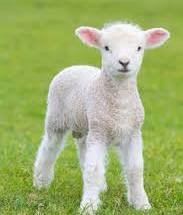 'To my mind, the life of a lamb is no less precious than that of a human being. The more helpless the creature, the more that it is entitled to protection by man from the cruelty of man.' Rene Descarte