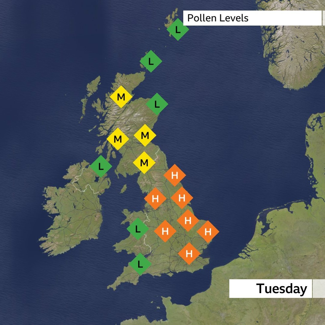 Oak tree pollen is in peak season atm. There is also Plane tree pollen in some areas. The grass pollen season starts around now too (you may already have noticed!🤧) @BBCBreakfast xxx