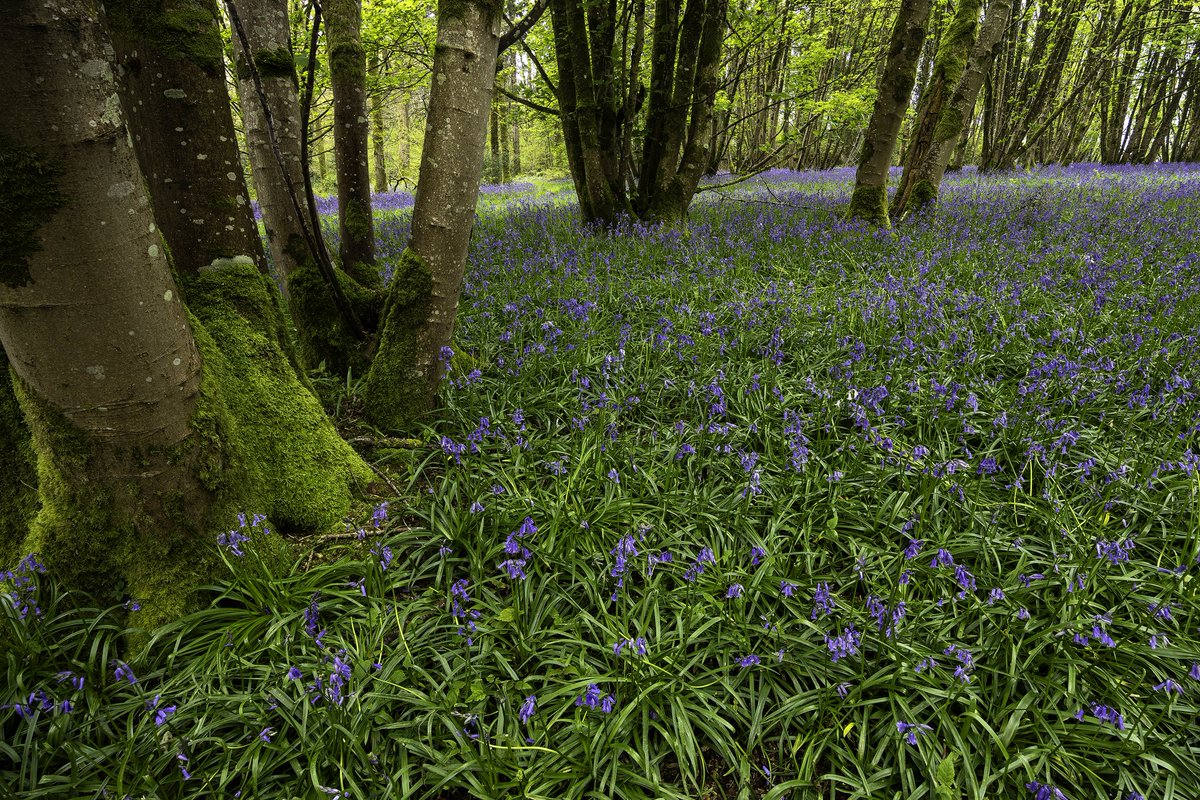 The UK's woodlands are home to almost 50% of the world’s bluebells. It is believed a native white bluebell occurs only once in every 10,000. There is one in this photograph 😊 #TreeClub🌳 @WoodlandNomad
