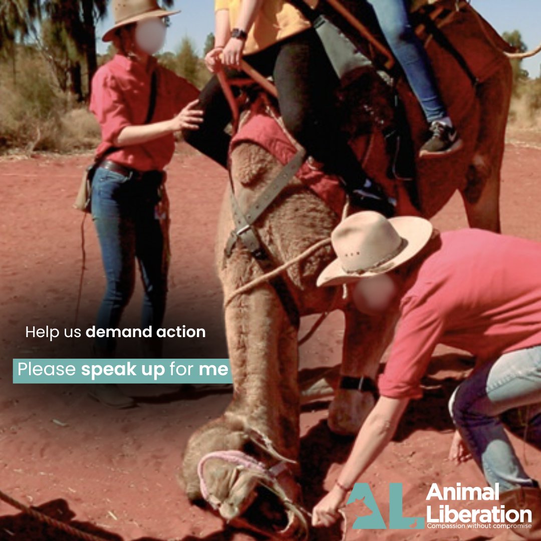 Help us to hold the NT Government to account by sending a direct email to the NT Ministers and Shadow Ministers, with our list of demands here-  al.org.au/demand-urgent-…
