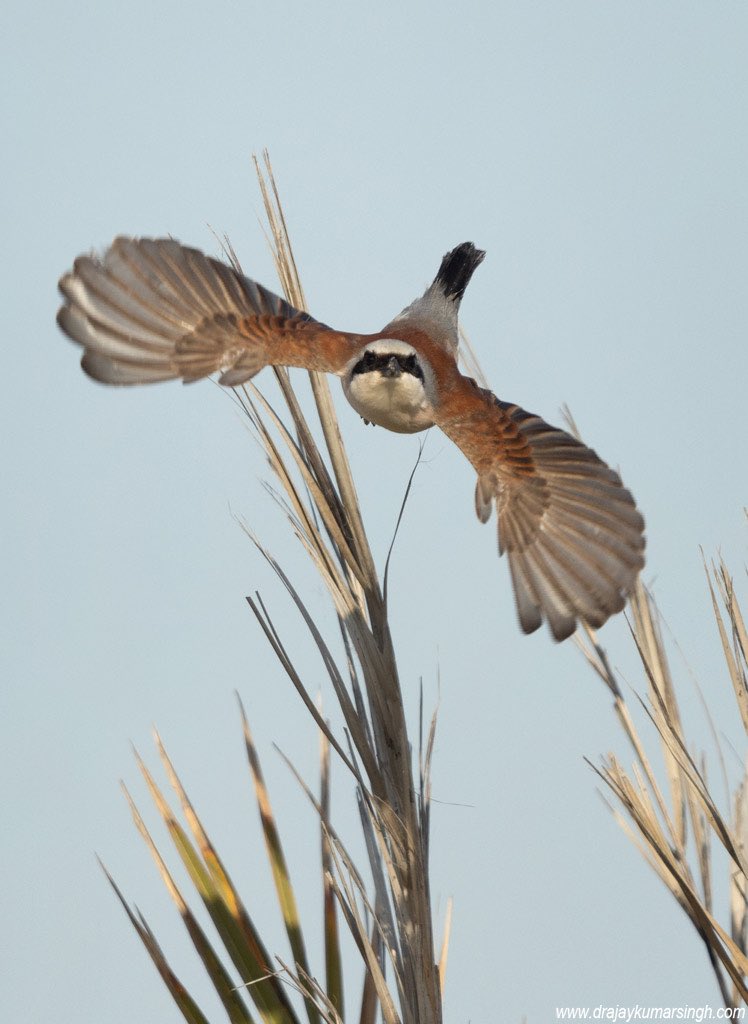 Red-backed shrike, Bahrain. #RedBackedShrike #Shrike #Wildlife #Bahrain