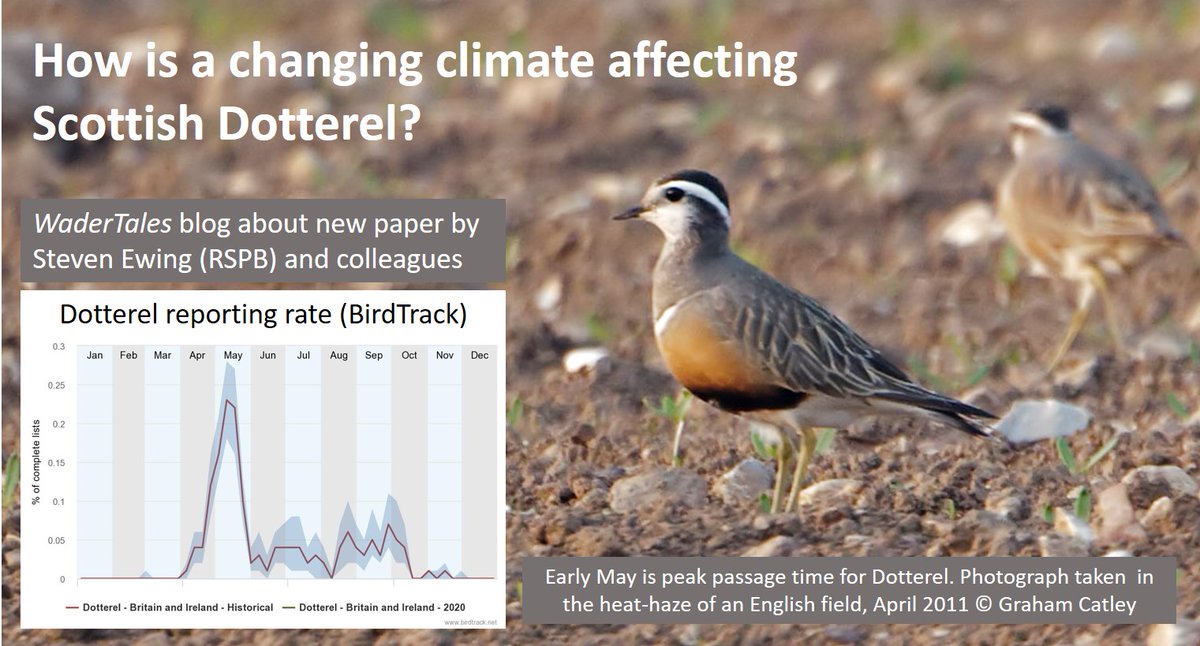 It's Dotterel passage time! Species appears to be affected by #climatechange but not necessarily in ways that might be expected. Blog from 30 April 2020: wadertales.wordpress.com/2020/04/30/sco… #waders #shorebirds #ornithology Old @BirdTrack graph 👇