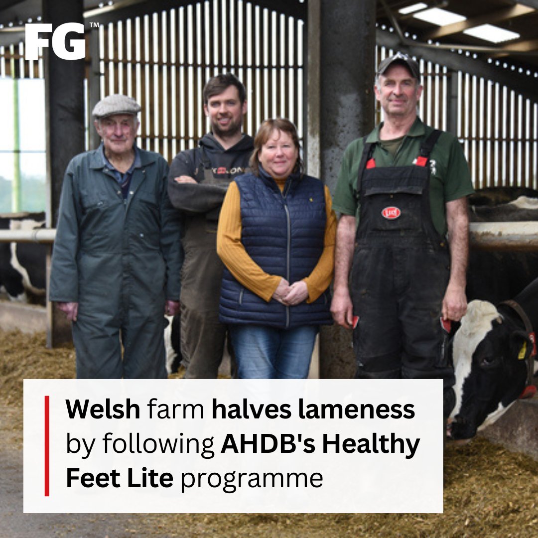 Identifying and addressing lameness pinch points as part of a structured review has helped one dairy farming family reduce cases by almost half. Find out more about the Lewis family and read the step by step process. ➡️ farmersguardian.com/feature/418944… @TheAHDB #farmbusiness #onfarm #cows
