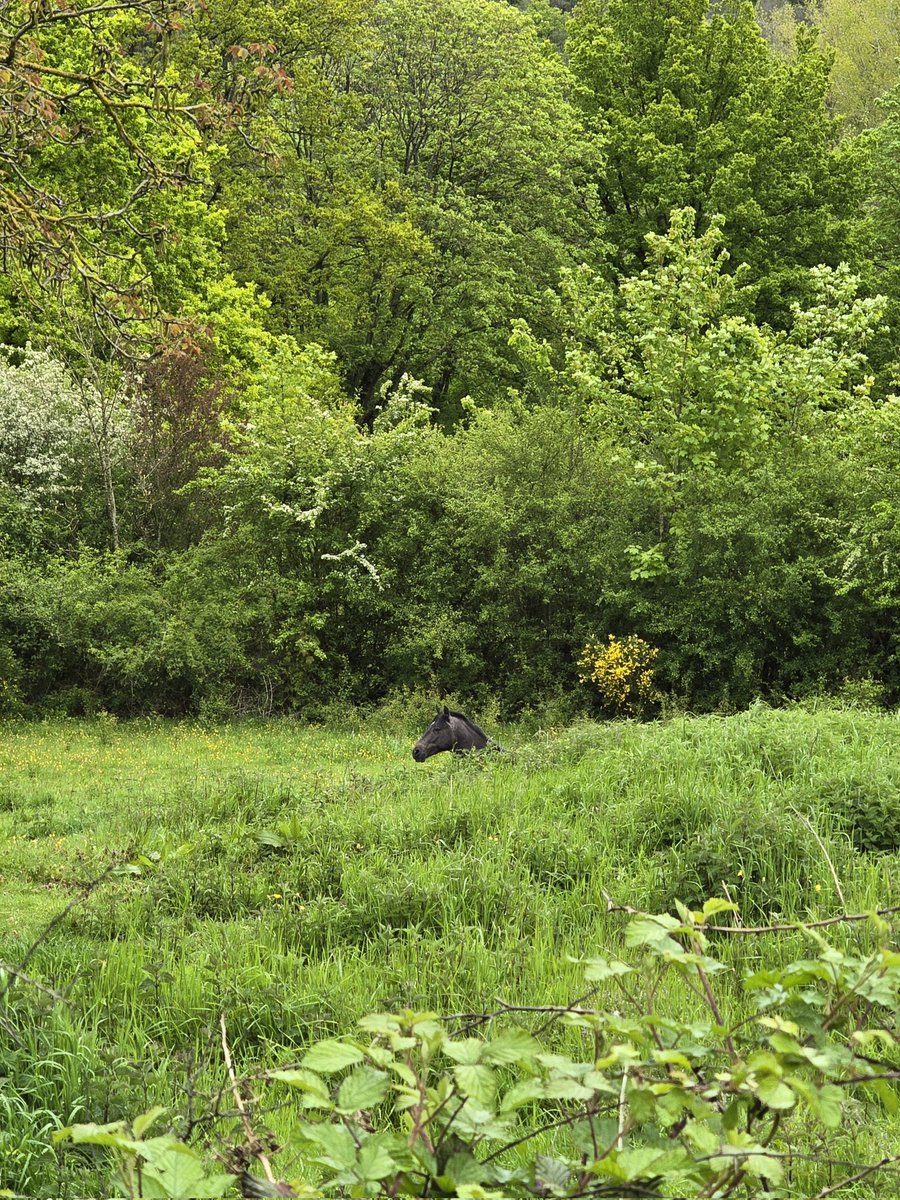 Bonjour, très belle journée Can you spot the horse ? 🤭