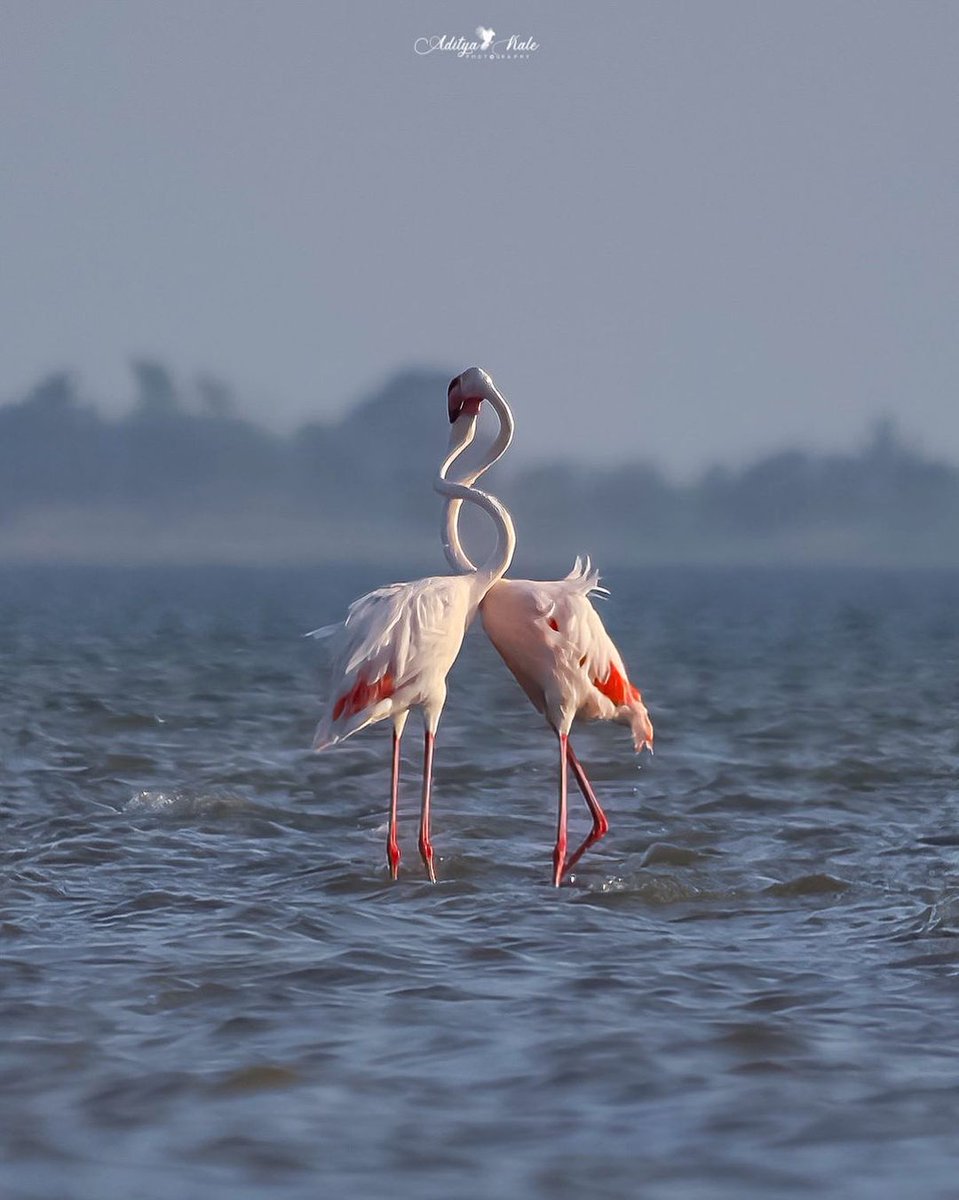 A symphony of pink hues reflected on tranquil waters, framed perfectly by the SIGMA 150-500mm lens, capturing nature's beauty in every pixel by wild_tales_. #SIGMAPicks #sigmaphotoindia #sigmaindia