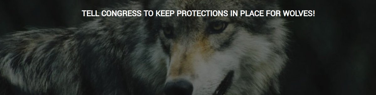 PROTECT OUR WOLVES - please sign & share widely! Please urge your U.S. Representative to oppose H.R. 764 and maintain federal protections that have been affirmed time and again by the federal courts. secure.everyaction.com/0l2dSxZSL0WLYb…