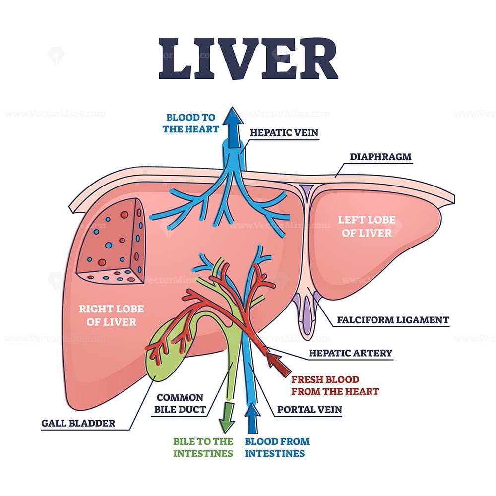 Liver anatomy @DrPharmDMDTh #meded #MedX