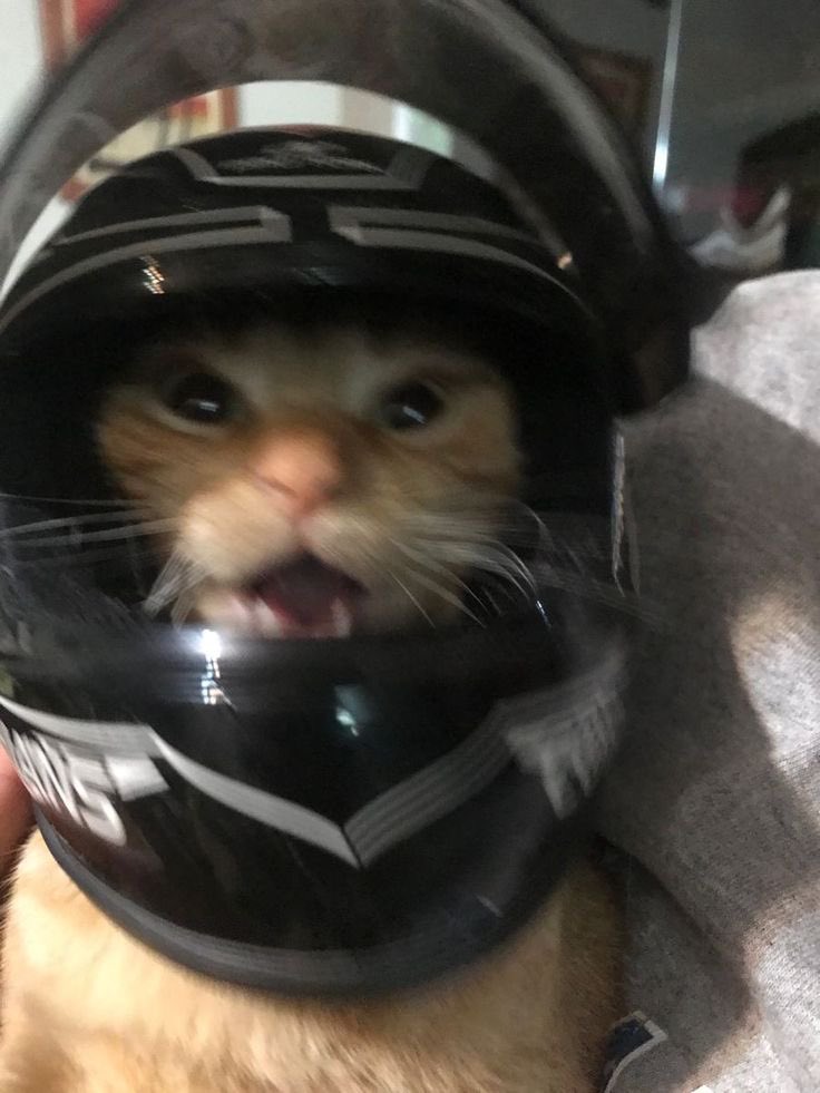 where’s ur helmet? 🐈

#cats #CatsAreFamily #catsfunny #CatsLover