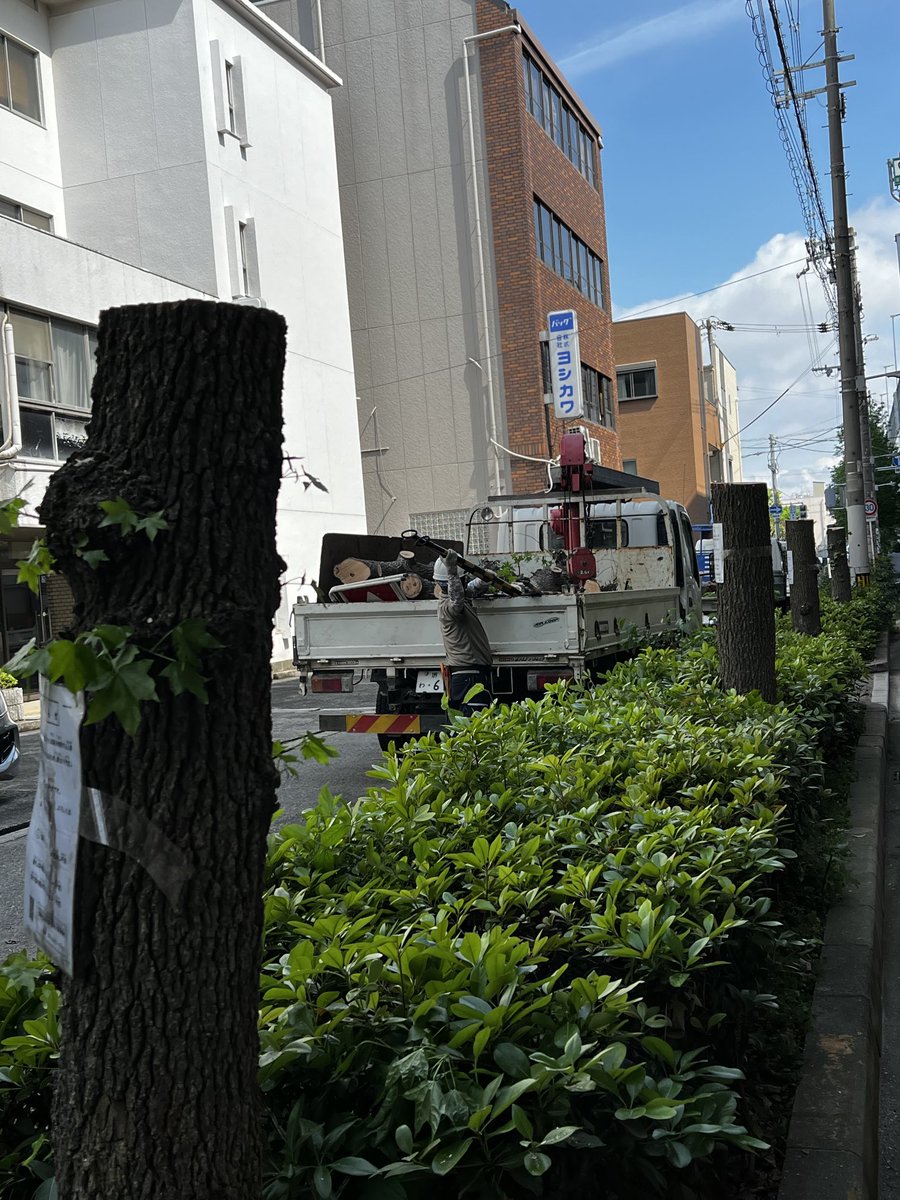 大阪松原線、伐採が続いています。🪚
長居公園事務所職員は、'説明会の開催は検討するが、工事は進める'というトンチンカンな回答を繰り返すばかり。
なぜ'剪定'しないのかには答えない。
#東住吉区　
#STOP大阪市の樹木伐採