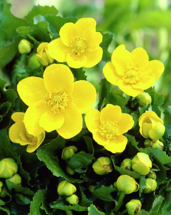 On May Eve, Household's in Shrewsbury and Edgmond decorated their door frames with flowers, particularly marsh marigolds, as well as birch wood and mountain ash. This was believed to ward off witches and prevent evil spirits from entering the home. #Shropshire #Folklore