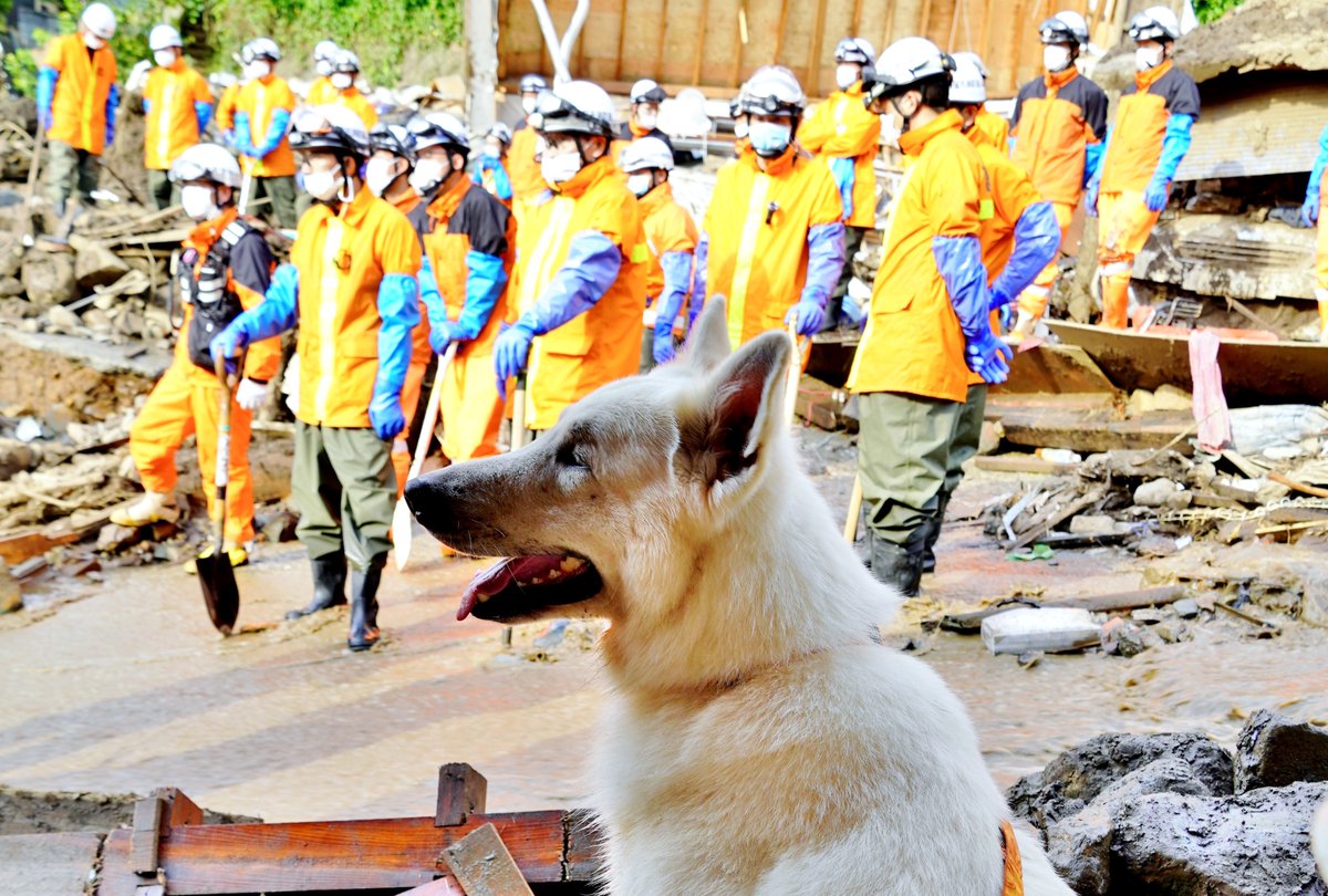 国際災害救助犬の日があるのですね🐺
いつもがんばってくれてありがとう。