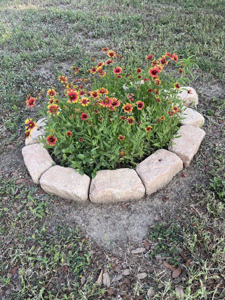 Thanking Lady Bird Johnson ⁦@WildflowerCtr⁩ for the seeds! Planted last fall, blooming like crazy now; beautifying our campus and inviting the pollinators! ⁦@NISDNicholsES1⁩ ⁦@SollarsAmalia⁩ ⁦@NISDElemEnviron⁩