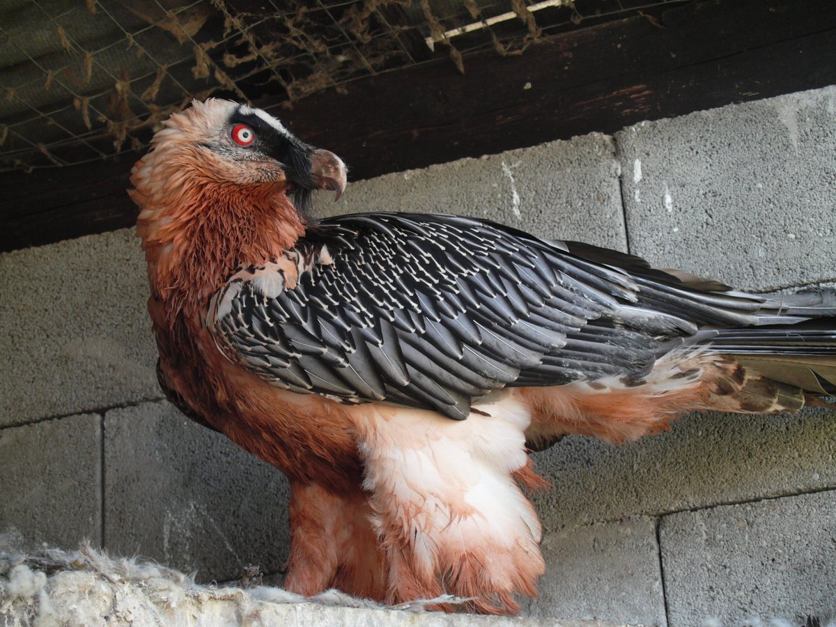 Bearded Vultures are the Rolls-Royce of raptors!