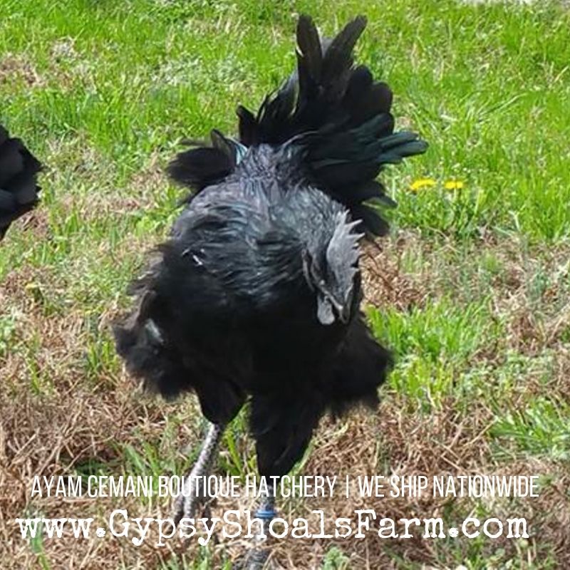 Like a boss! 🖤🖤🖤 l8r.it/lLqT #ayam #cemani #gypsyshoalsfarm #rarestchickens #mostexpensivechickens #VIPpets #npip #acba #kadaknath #ayamcemani #indonesian #rarebreedchickens #exclusivepoultry #exclusivechickens #petchickens