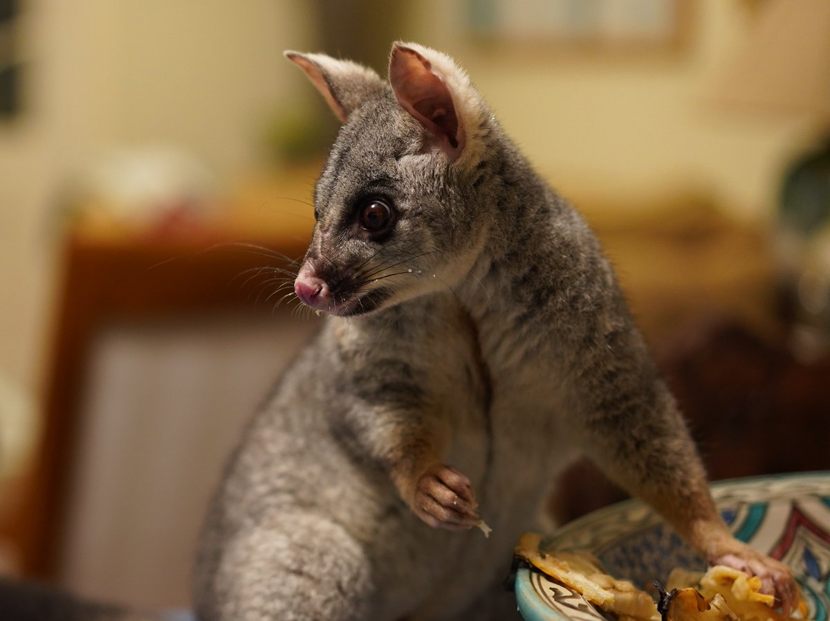 Possum says, 'my banana!'