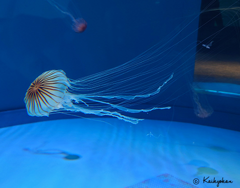 今年もアカクラゲのシーズンがやってきました！先日までアオリイカを展示していた水槽でアカクラゲの展示を始めています！長い触手を優雅になびかせているアカクラゲを是非ご覧ください！
#アカクラゲ #クラゲ #ヤナギクラゲ  #海響館 #水族館 #山口県 #下関 #kaikyokan #aquarium #Japan  #広がり同盟