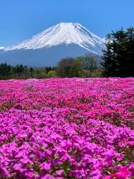 富士山と芝桜🗻🌺