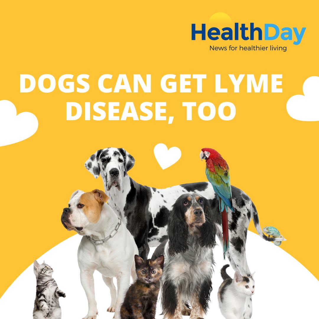 People worry about contracting Lyme disease from ticks, but they should be concerned for their furry friends as well, veterinarians say. healthday.com/health-news/pe… #LymeDiseaseAwareness #PetHealth #VeterinaryCare #TickPrevention #PetWellness #DogHealth #CatCare #PetOwners