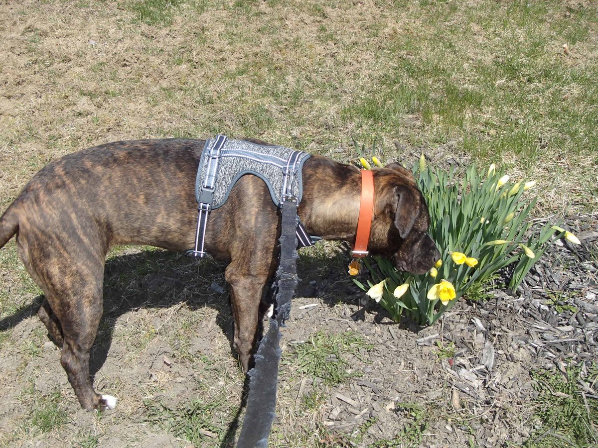 Coco found spring flowers.