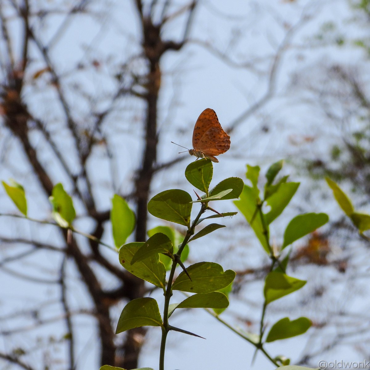 Spotted Rustic / Common Leopard Butterfly (Phalanta phalantha) a sun loving 🦋 and how 🧡

Harsul (Nashik), Maharashtra. April 2024. 

#IndiAves #TwitterNatureCommunity #BBCWildlifePOTD #Framed #ThePhotoHour #TitliTuesday