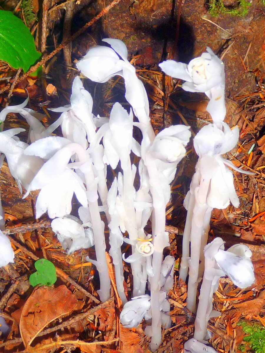 In today's Colors of Rainier series, we're featuring the ethereal white blooms of Monotropa uniflora, also known as Indian Pipe.