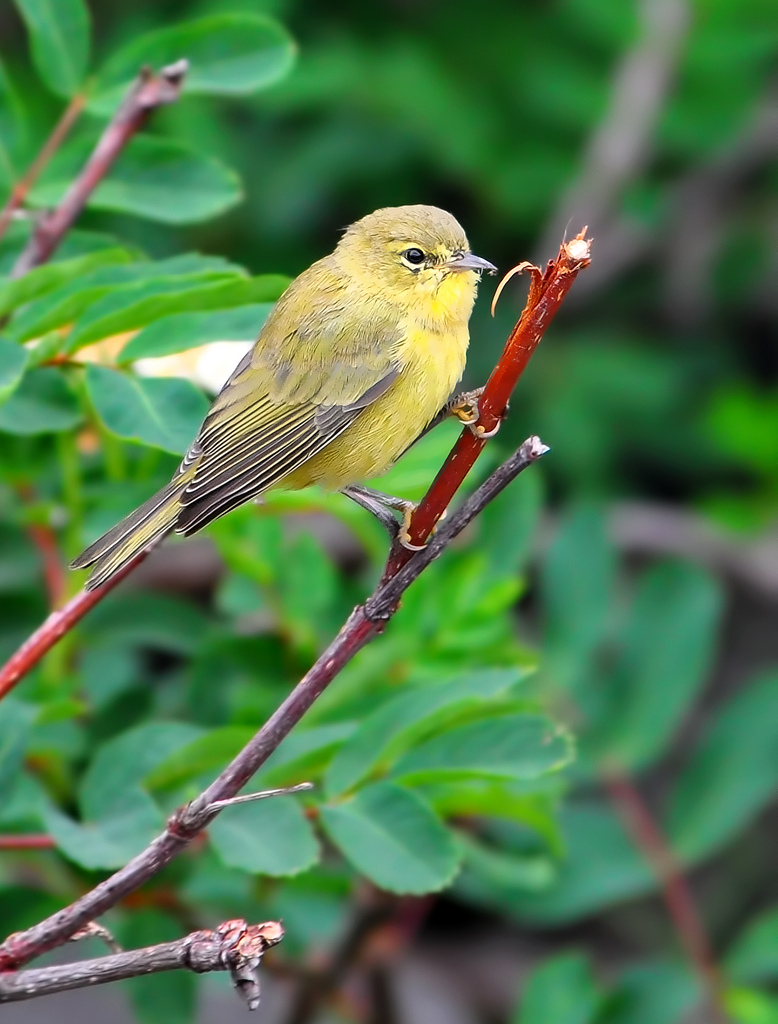 Just us, or does the Orange-Crowned Warbler look more yellow? #colorsofrainier