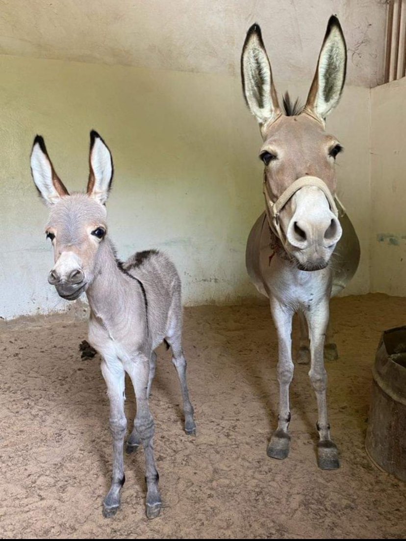 Modou338800's tweet image. 