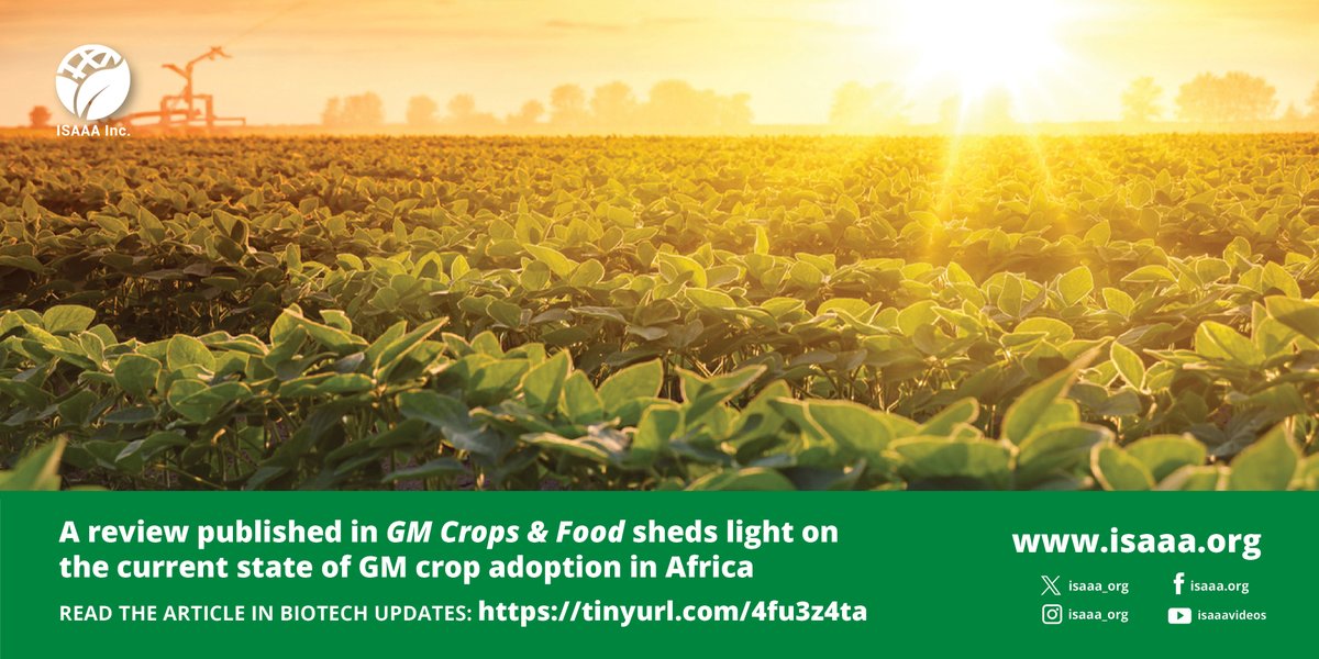 A paper published in GM Crops & Food provides significant insights into the current state of GM crop adoption in Africa. Read more in #BiotechUpdates: tinyurl.com/4fu3z4ta