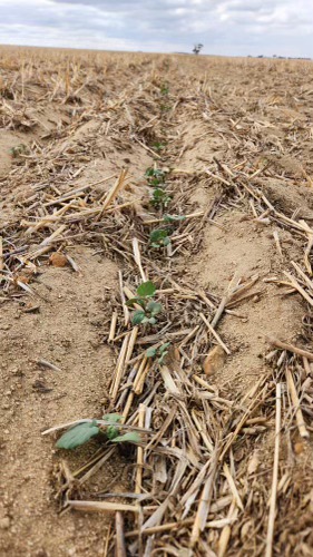 Initial canola germination from our first BOSS Agriculture air seeder demonstration, at Yearling. Thank you HR & EM Smith & Co, for the picture.