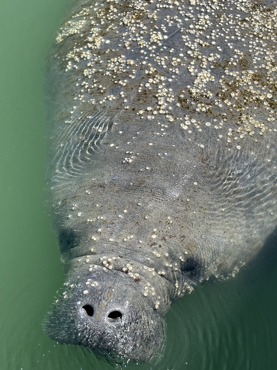 Also, I witnessed a pretty incredible mating ritual . 🧵 

Ready? Let’s go!

Big one showed up.

#TreasureIsland #Florida