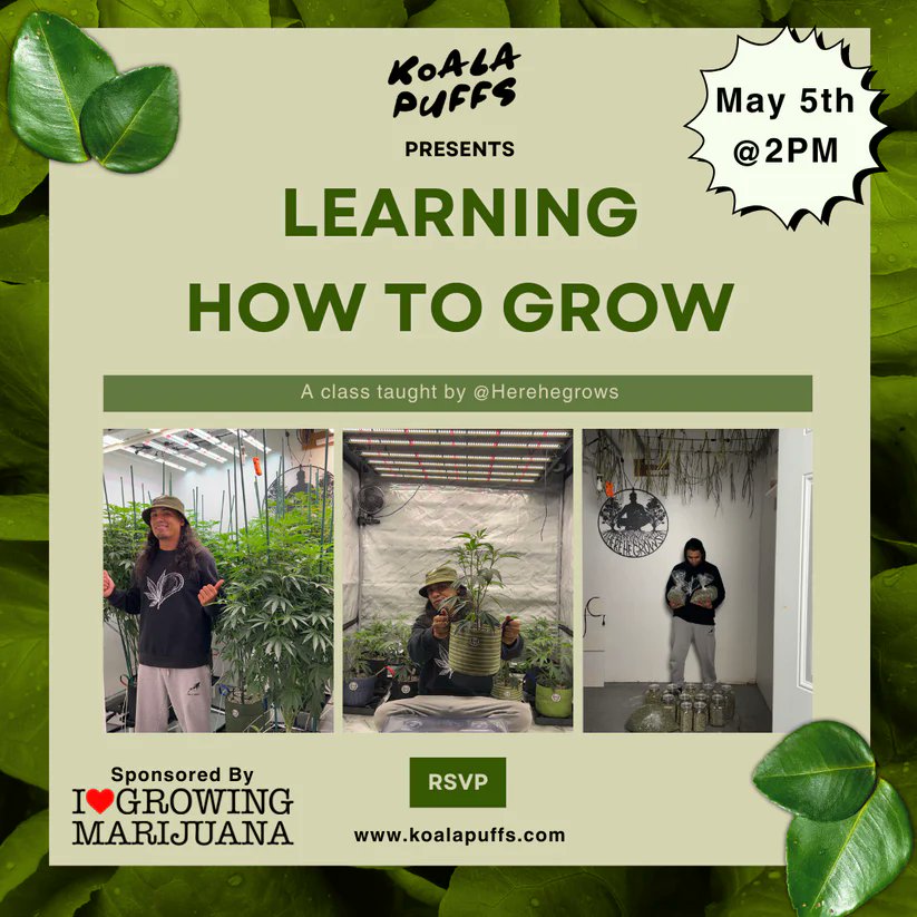 Hey SoCal #CannabisCommunity 🌳 Join us for Learning How to Grow hosted by @koalapuffss & Here He Grows on May 5th in Northridge, CA RSVP ➡️ koalapuffs.com/products/learn… Free admission available (spots limited) See you there!