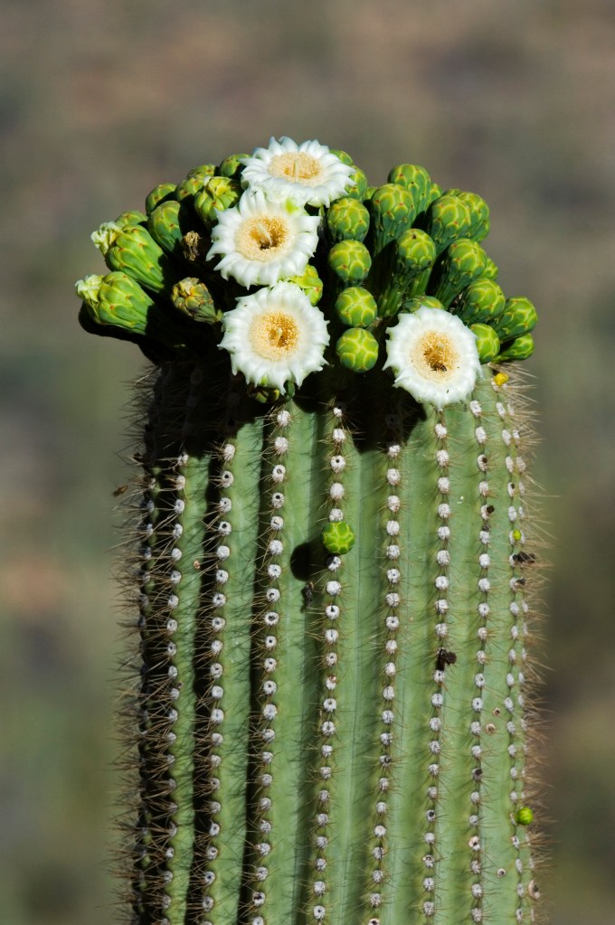 Saguaro bloom
#Maddow