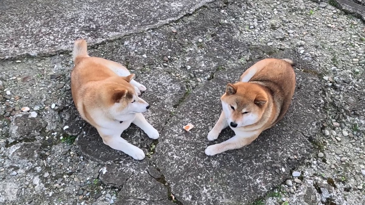 我が子を見守る温かな母の視線
#dog #shiba #犬 #柴犬 #丸柴 #犬のいる生活 #柴犬のいる生活
youtu.be/Kr2lQrAmjws