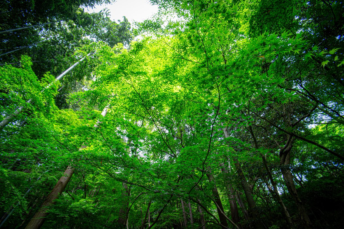 仕事だけど写真で森林浴

Tokina AF AT-X 17mm f/3.5 Aspherical

#写真好きな人と繋がりたい
#カメラ好きな人と繋がりたい
#ファインダー越しの私の世界
#photography