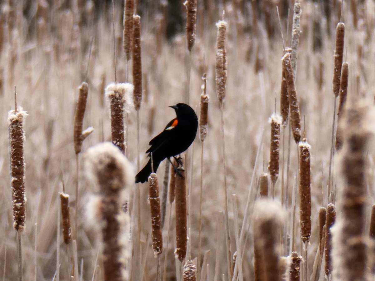 #AlphabetChallenge #WeekR 

R is for ‘Red’-winged blackbird