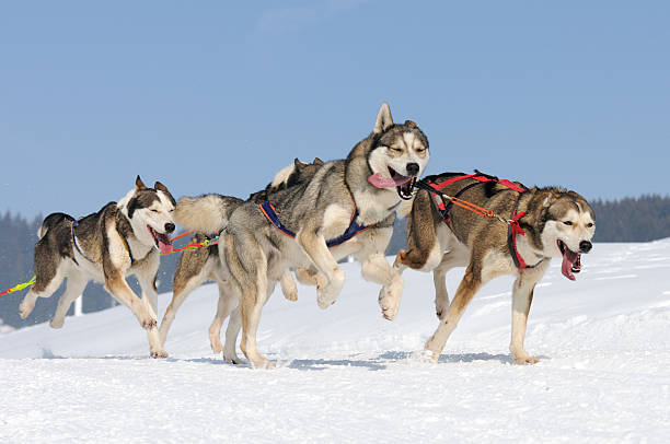 In the early 1900s, dog sledding gained popularity as a winter travel and recreational activity. Embark on a Deep-Dive to discover the daily life of a wilderness guide as she shares her experiences as a musher in Swedish Lapland. belouga.org/series/mushing…