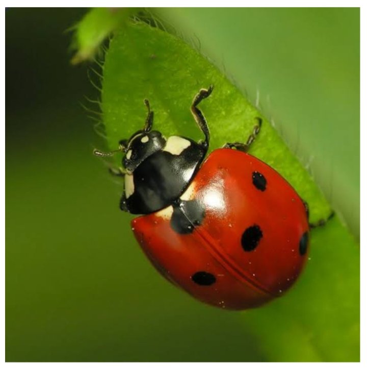 #الدعسوقة
(حشرة الحظ)
Ladybug
Coccinelle 🐞