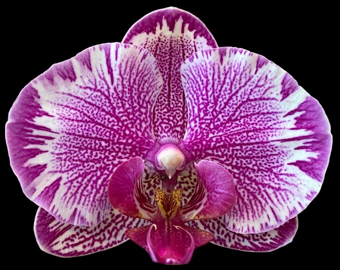 Phalaenopsis Large I-Hsin Pink Spider #orchids #plants