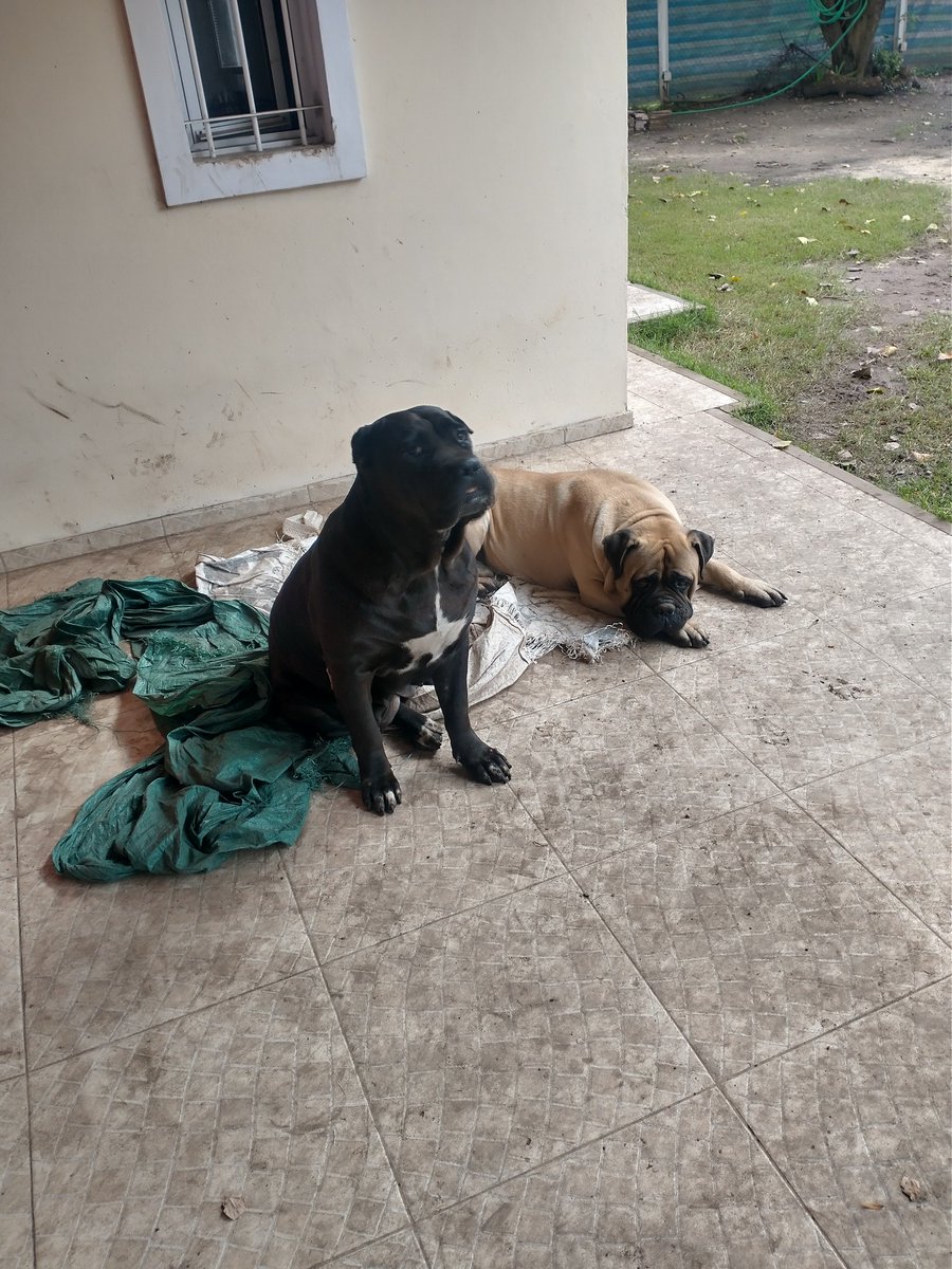 Ellos son Frida y Rocco, y en su día quieren saber #CuantosPerrosSon