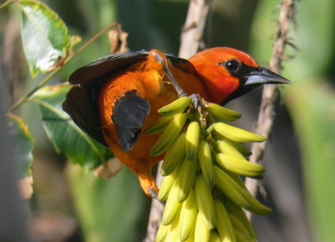 Monday in Mexico with a male streak-backed oriole. #BirdTwitter #wildlifephotography #BirdsSeenIn2024 #birdcpp #birdcpnyc #biodivercity #naturephotography #birdphotography