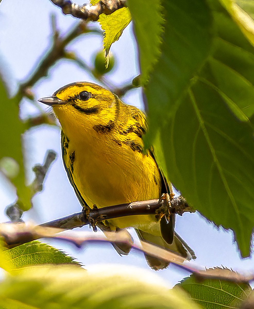 Lights out NYC! The warblers are coming! Prairie warbler, Central Park, Sunday. #birdcpp #LightsOutNYS #projectsafeflight #BirdsSeenIn2024