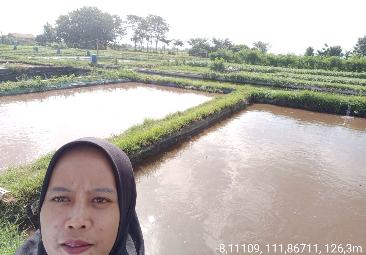 ingditameyer's tweet photo. Sabtu (06/04/24), Ing Dita meyer O, Luhkan Kab. Tulungagung, di Pokdakan Mina Kedungdowo (Bpk. Wahyu Prasetyo), Ds. Gesikan, Kec. Pakel, Mendampingi Panen Ikan Patin, Total panen 1320 kg, Harga Rp. 16000/kg #GiatLuhkanSatminkalBWI #Panen #Luhlapor https://t.co/4b6TvAitHu