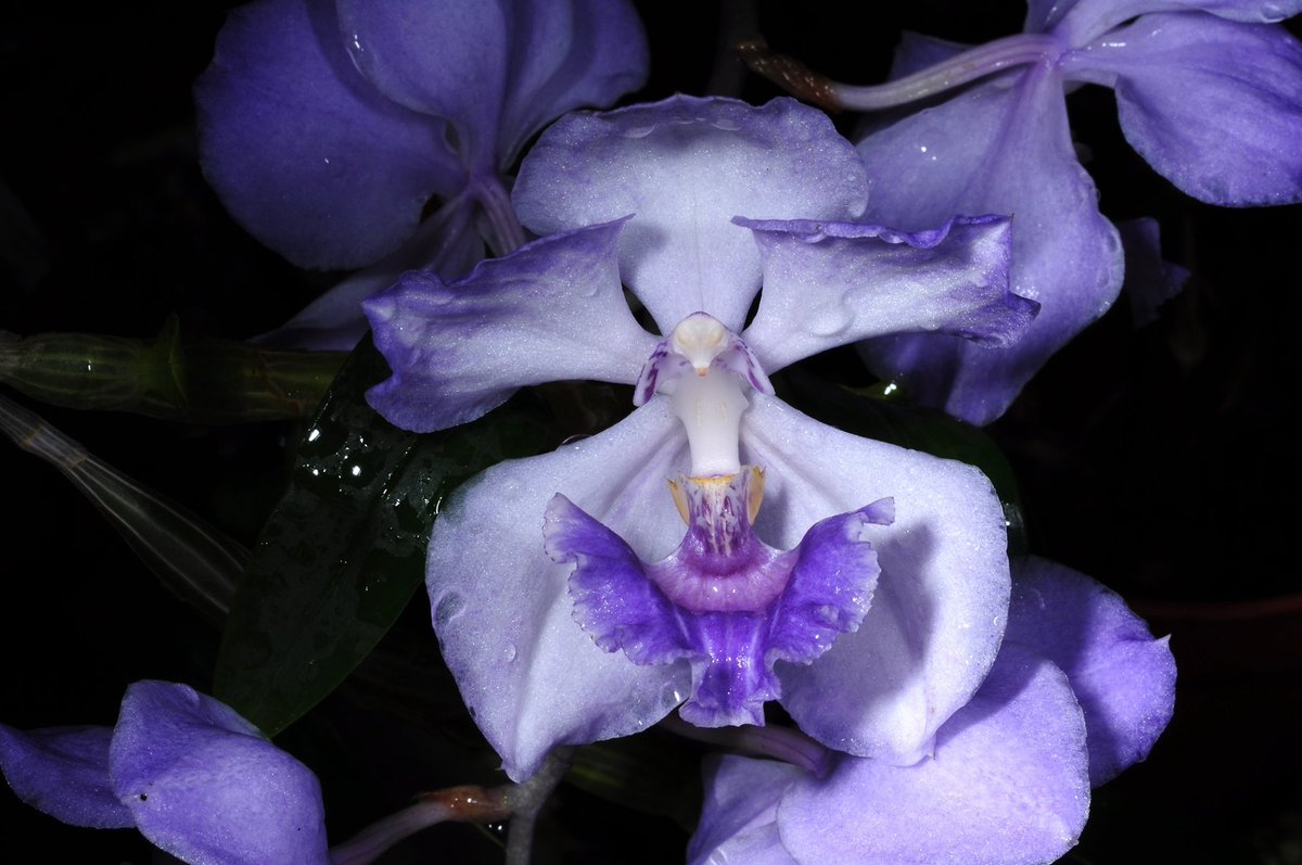 Aganisia cyanea Native to Colombia, Venezuela, Peru, and Brazil #orchids #plants