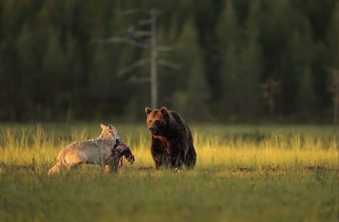 Top1Rating's tweet photo. @AMAZlNGNATURE Wow ❤

A photographer followed a female gray wolf and a male brown bear for 10 consecutive days. They were spending time together, playing, and even sharing food. It's very unusual for a bear and wolf to get along like this said the photographer.

 (IG: lassi.rautiainen) https://t.co/qxSlxXs8Rl
