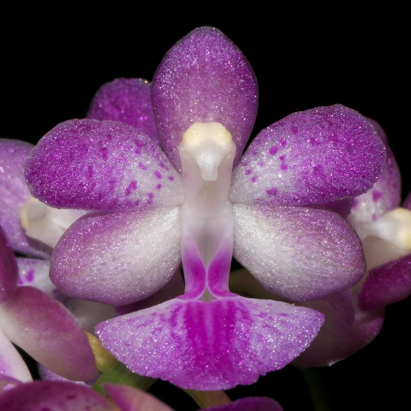 Aerides krabiensis - rare orchid species #orchids #plants