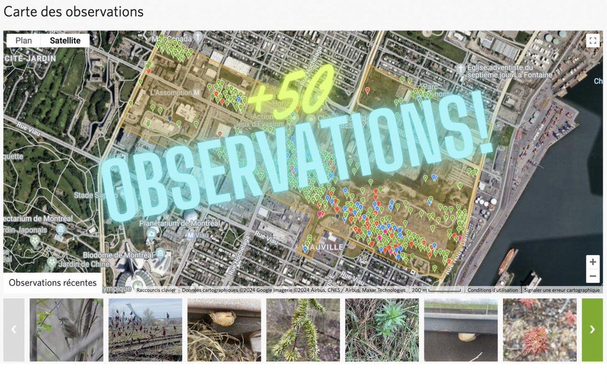 📸🌱🍄 Plus de 50 observations ajoutées en 4 jours sur @inaturalist, au projet 'EN DANGER : Inventaire du Parc-Nature MHM' durant le bioblitz #DéfiNature du grand Montréal!🌿🐿️🕷️🤩
Merci pour votre participation!
👉 inaturalist.org/projects/en-da…

#Biodiversité #Environnement #Montréal