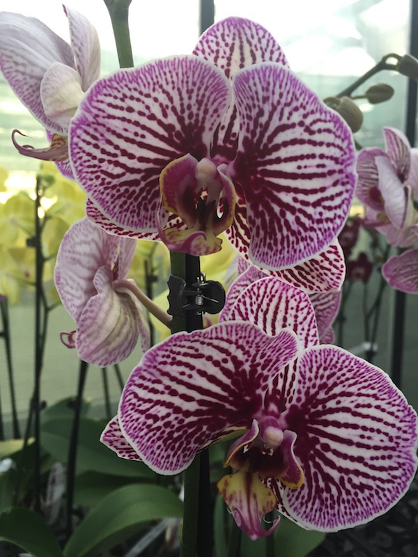 Phalaenopsis Anastasia 

#orchids #plants