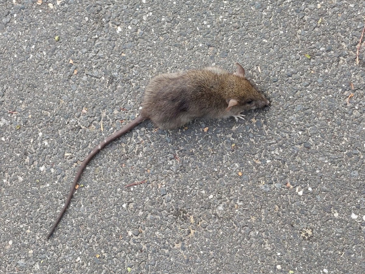 #AlphabetChallenge #WeekR
Rat. Apologies but it was on the footpath. (Il est mort).