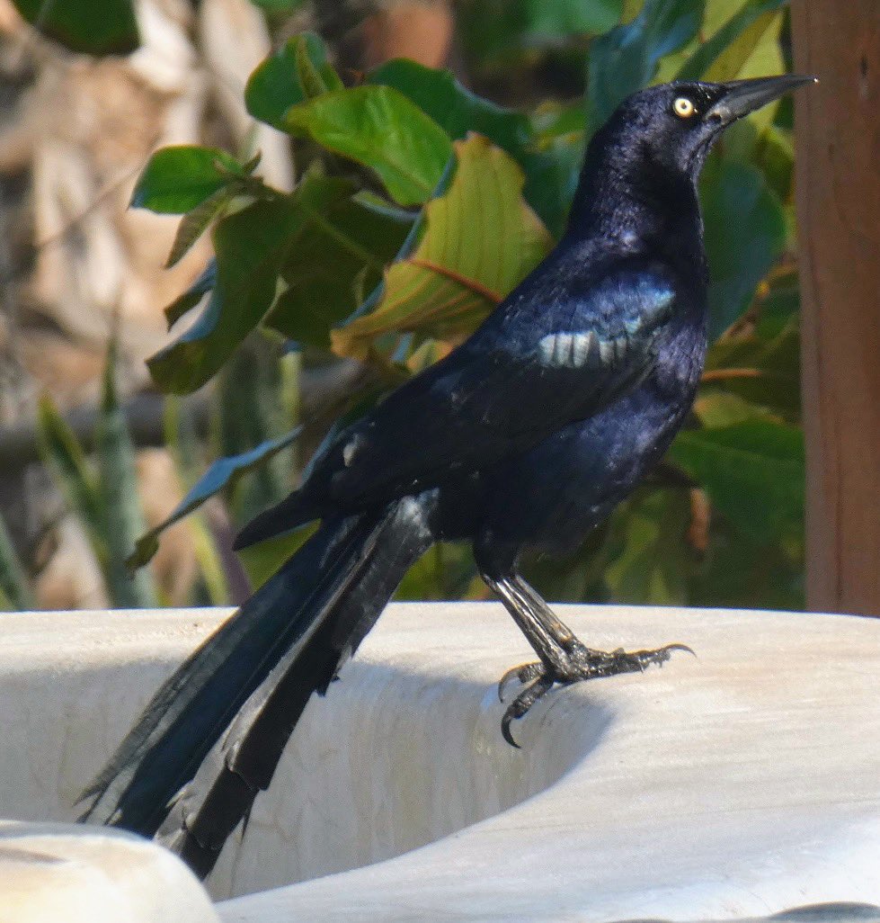 Great-tailed grackles are among the most common visitors to the pool in Mexico. #BirdTwitter #wildlifephotography #BirdsSeenIn2024 #naturephotography #birdphotography
